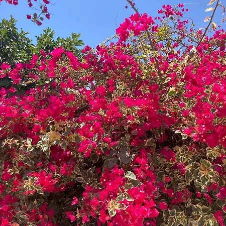 Casinha Serena By East Algarve Guest